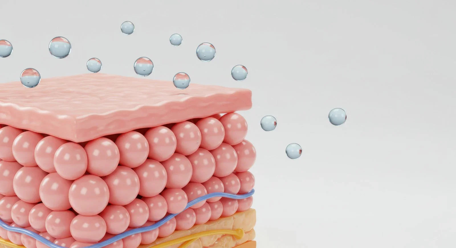 Skin: Your Body’s Intelligent Barrier and Beauty Base